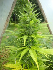 Fraggle skunk
