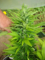 Fraggle skunk