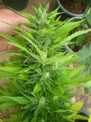 Fraggle skunk