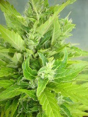 Fraggle skunk