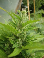 Fraggle skunk