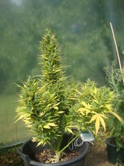 Fraggle skunk +89