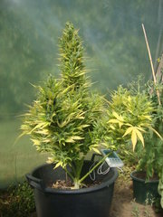 Fraggle skunk +89