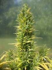 Fraggle skunk +89