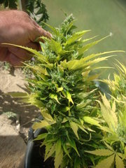 Fraggle skunk +89