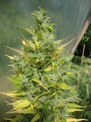 Fraggle skunk +89