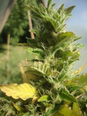 Fraggle skunk +89