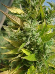Fraggle skunk +89