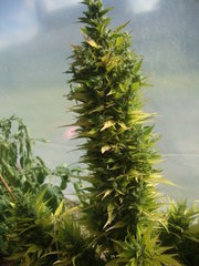 Fraggle skunk +89