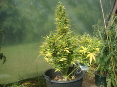 Fraggle skunk +89