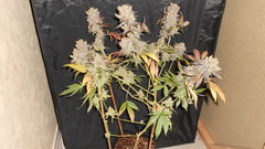 DSCN1532.JPG