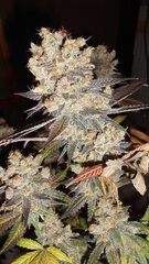 DSCN1540.JPG