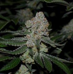 Ripper seeds Wedding cake x Purple Punch