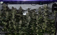 Ripper seeds Wedding cake x Purple Punch
