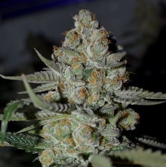 Ripper seeds Wedding cake x Purple Punch