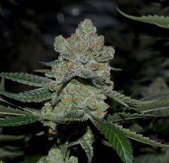 Ripper seeds Wedding cake x Purple Punch
