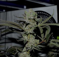 Ripper seeds Wedding cake x Purple Punch