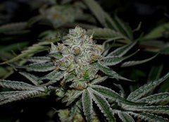 Ripper seeds Wedding cake x Purple Punch