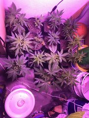Black Bomb-sweet Love- skunk#1