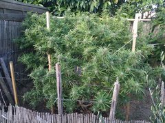 IMG_20181001_191201.jpg