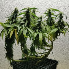 IMG_20200630_170425.jpg