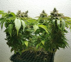 IMG_20200630_190350.jpg