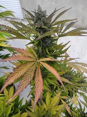 IMG_20200703_193543.jpg