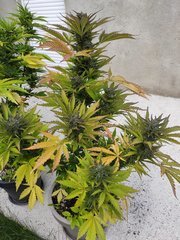 IMG_20200703_193604.jpg