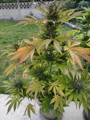 IMG_20200703_193614.jpg