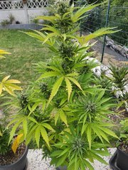IMG_20200703_193629.jpg