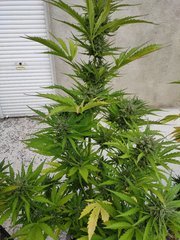 IMG_20200703_193649.jpg