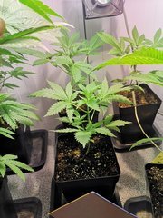 IMG_20200706_111358