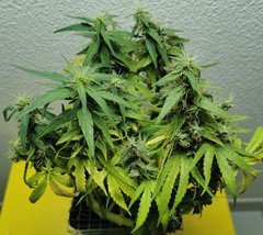 IMG_20200707_201227.jpg