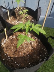 Dinamed Kush Auto