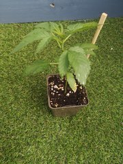 Dinamed CBD +