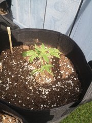 Dinamed Kush Auto