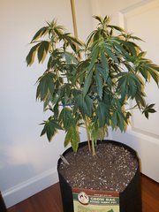 IMG_20200711_214326.jpg