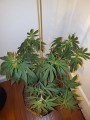 IMG_20200711_214339.jpg