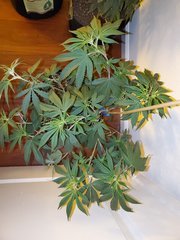 IMG_20200711_214351.jpg