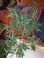 IMG_20200711_220902.jpg