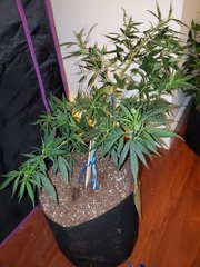 IMG_20200711_220918.jpg