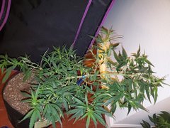 IMG_20200711_220945.jpg