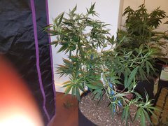 IMG_20200711_221006.jpg