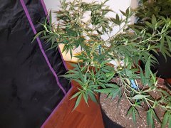 IMG_20200711_221056.jpg