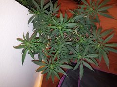 IMG_20200711_223617.jpg