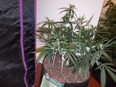 IMG_20200711_223632.jpg