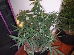 IMG_20200711_223651.jpg