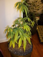 IMG_20200711_224707.jpg