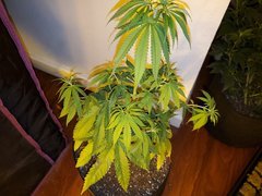 IMG_20200711_224713.jpg