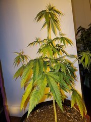 IMG_20200711_224723.jpg